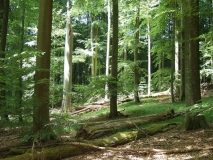 Reifer, langjährig sich natürlich entwickelnder Buchenbestand im Naturwaldreservat Brunnstube, nördlicher Steigerwald, Bayern