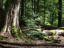 Totholz unterschiedlicher Dimension und Zersetzungsstadien im Naturwaldreservat Eichhall, Spessart, Bayern
