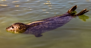 Zur Regulierung ihrer Körpertemperatur halten Robben mitunter ihre Flossen aus dem Wasser