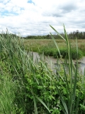 Das Foto zeigt einen Ausschnitt eines Moores mit Gewässer, Rohrkolben Grünland und einer Kulisse Moorwald.