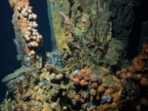 Hydrothermalquelle in der Bismarcksee