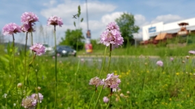 Im Vordergrund Blumen auf einer Wiese, im Hintergrund Straße und Autos