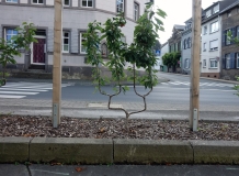 Ein Obstbaum am Straßenrand.
