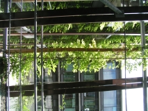 Blick auf Fenster eines Gebäudes mit Pflanzen