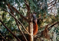 Ein Eichhörnchen in einem Baum. 
