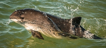 Schweinswale (Phocoena phocoena) sind im NSG Doggerbank häufig zu beobachten, Foto: Photoshot / juniors@wildlife