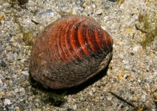 The severely endangered ocean quahog (Arctica islandica) can reach an age of several hundred years