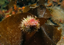 In der Ostsee sind Strandseeigel (Psammechinus sp.) nur im westlichen Teil zu finden, wie hier im NSG