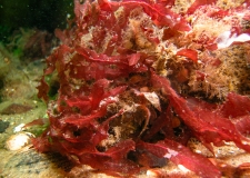 Red algae are even present at a water depth of up to 24 m if suitable conditions exist. 