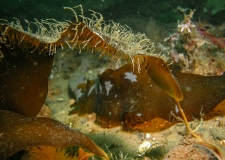 Sugar kelp (Laminaria saccharina) still grows in a water depth of 18 m in the Kadet Trench. 
