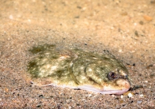 European flounder (Platichthys flesus)