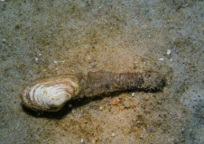 Sandklaffmuscheln (Mya arenaria) sind auf der Oderbank weit verbreitet, Foto: Dirk Schories (BfN)