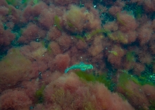 Various algae species, as here at the Adler Ground, provide a habitat for many crustacean and fish species