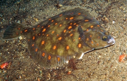 Schollen (Pleuronectes platessa) gehören zu den typischen Fischarten des Lebensraumtyps Sandbank. Foto: F.Graner/Juniors@wildlife