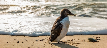 Auf der Meeresoberfläche treibendes Öl gefährdet besonders tauchende Seevögel wie die Trottellumme (Uria aalge, hier ein jüngeres Tier), wenn das Gefieder mit dem Öl in Berührung kommt und verklebt
