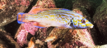 Kuckuckslippfisch (Labrus bimaculatus)