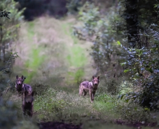 Drei Wolfswelpen im letzten Tageslicht auf einem Feldweg. Zwei der Wolfswelpen blicken in die Kamera, ein dritter Welpe rennt auf den Betrachter zu. 