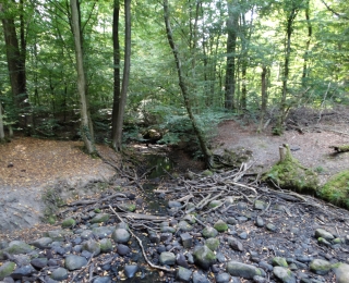 Das Foto zeigt einen Laubmischwald im hügeligen Gelände, das von einen Fleißgewässer mit geringem Wasserstand und dadurch sichtbarer natürlicher Steinsohle durchzogen wird.