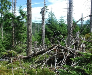 Tote Bäume im Wald