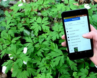 Erfassung eines Pflanzenvorkommens mit der Deutschlandflora Kartierungs-App
