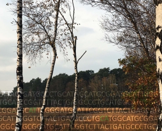 Naturschutzgebiet Duvenstedter Brook mit genetischem Code