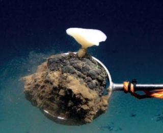 Unterwasseraufnahme einer Mangangknolle mit Tiefseeschwamm