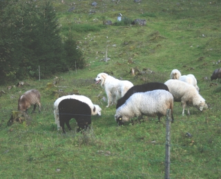 Zu sehen ist ein Herdenschutzhund in einer Gruppe Schafe hinter einem elektrischen Litzenzaun