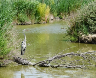 Wetlands provide important feeding, resting and breeding places for diverse bird species