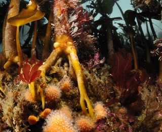 Reef, densely overgrown with different epibenthos species and macroalgae