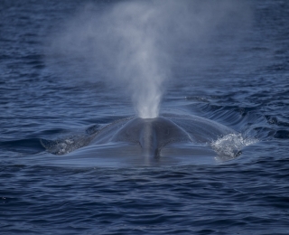 Foto eines Blauwals an der Meeresoberfläche beim Ausatmen, was eine Nebelfontäne erzeugt.