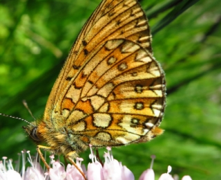 Nahaufnahme des Schmetterlings Randring-Perlmutterfalter