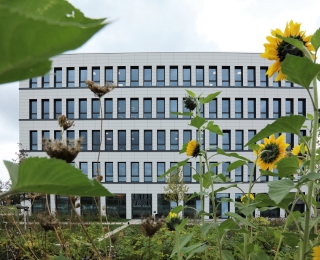 Sonnenblumen vor Bürogebäude