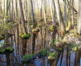 nasser und sumpfiger Wald