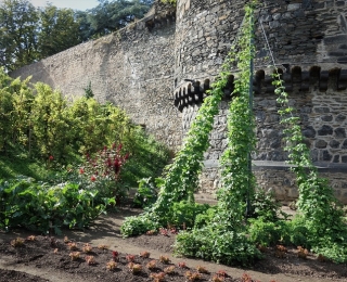  Üppige Bepflanzung vor einer Mauer.