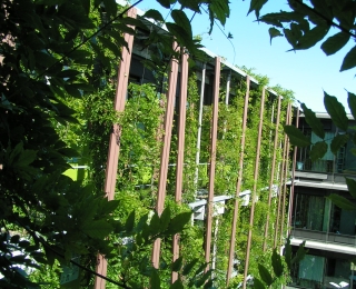 Pflanzen wachsen senkrecht an der Wand eines Gebäudes. 
