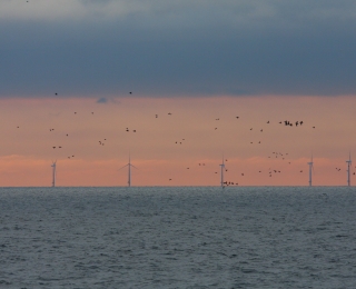 Im Hintergrund zahlreiche Offshore-Windenergieanlagen und ziehende Vögel im Vordergrund