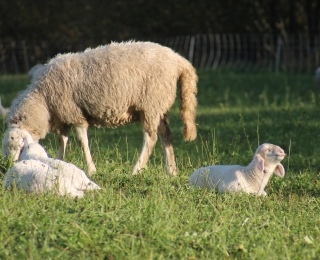Schafe und Lämmer auf einer abgezäunten Weide