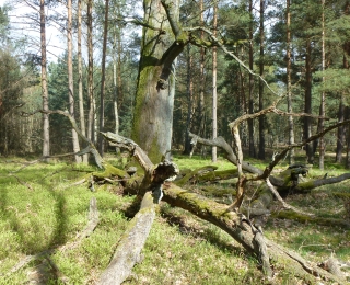Old oak with deadwood in the Kyritz-Ruppiner Heide 