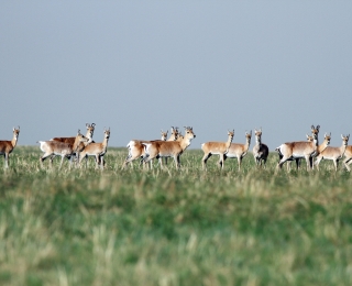 Mongolian gazelles