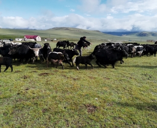 Rounding up a herd of yaks near the environmental education centre