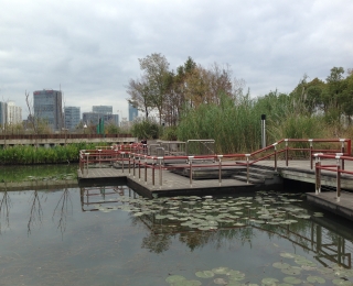 Artificial water body against a background of trees and skyscrapers in the distance.