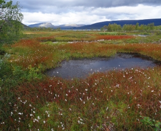 The photo shows a palsa peatland with cotton grass and small open water bodies.