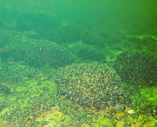 Biotoptyp Riffe: Eine charakteristische Art in der Ostsee ist die Miesmuschel (Mytilus sp.)