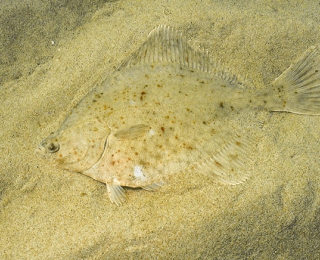 Biotoptyp Sublitorale Sandbänke: Eine charakteristische Art ist die Scholle (Pleuronectes platessa)