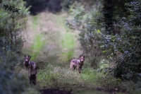 Drei Wolfswelpen im letzten Tageslicht auf einem Feldweg. Zwei der Wolfswelpen blicken in die Kamera, ein dritter Welpe rennt auf den Betrachter zu. 