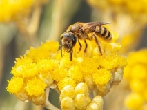 Biene auf gelber Blüte.