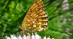 Nahaufnahme des Schmetterlings Randring-Perlmutterfalter