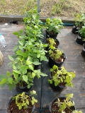 Gentechnisch veränderte Sojapflanzen und Kontrollen in Töpfen im Gewächshaus, z.T. mit welken Blättern.