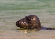 Grey seals (Halichoerus grypus) 