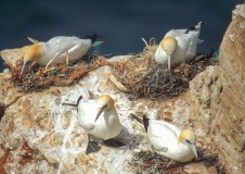 Auf Helgoland brütende Basstölpel (Morus bassanus), die neben Algen sehr viel künstliches Nistmaterial wie Netzreste, Plastikringe und Stricke bei der Anlage ihres Nests nutzen